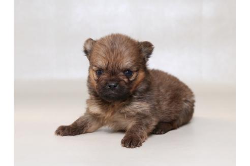 成約済の栃木県のミックス犬-42696の1枚目
