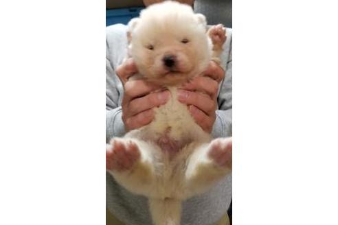 成約済の北海道の秋田犬-42698の1枚目