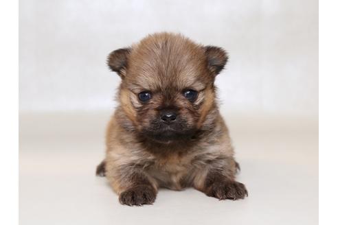 成約済の栃木県のミックス犬-42697の3枚目
