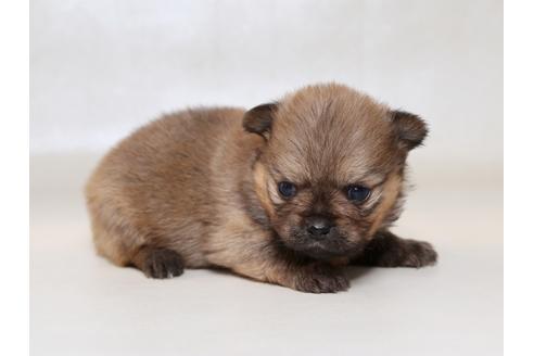 成約済の栃木県のミックス犬-42697の1枚目