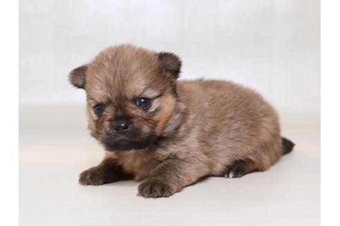 成約済の栃木県のミックス犬-42697の2枚目
