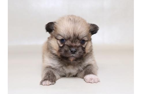 成約済の栃木県のミックス犬-42699の1枚目