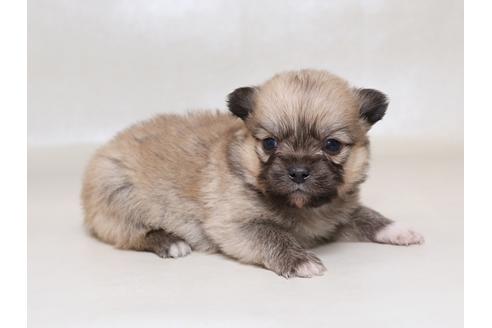 成約済の栃木県のミックス犬-42699の2枚目