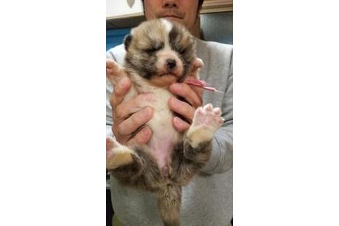 成約済の北海道の秋田犬-42709の1枚目
