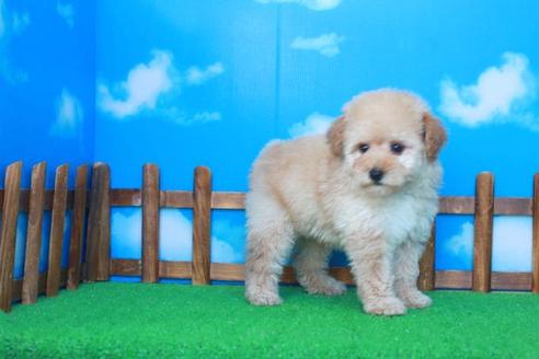 成約済の滋賀県のトイプードル-42710の2枚目