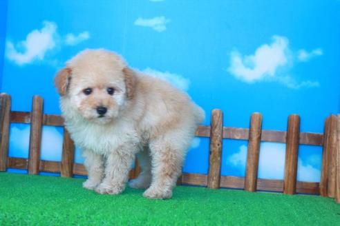 成約済の滋賀県のトイプードル-42710の1枚目