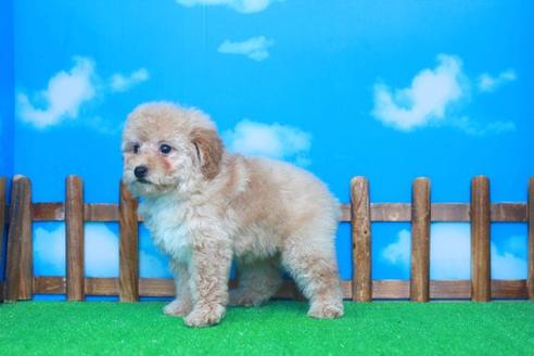 成約済の滋賀県のトイプードル-42711の3枚目