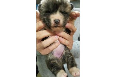 成約済の北海道の秋田犬-42713の1枚目