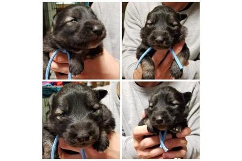 成約済の北海道のその他の犬種-42715の1枚目