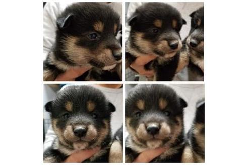 成約済の北海道の柴犬-42716の1枚目