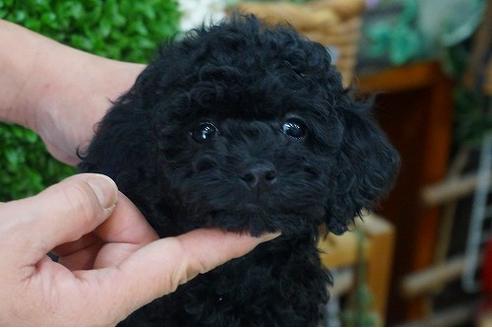 成約済の京都府のトイプードル-42726の2枚目