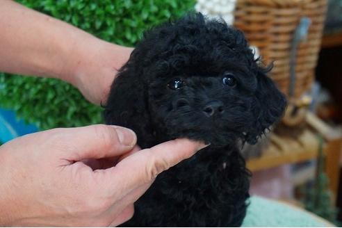 成約済の京都府のトイプードル-42726の1枚目