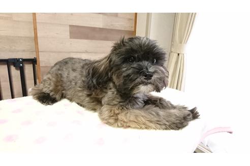 成約済の北海道のミックス犬-36279の2枚目