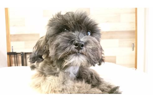 成約済の北海道のミックス犬-36279の1枚目