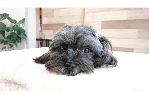 成約済の北海道のミックス犬-42723の3枚目