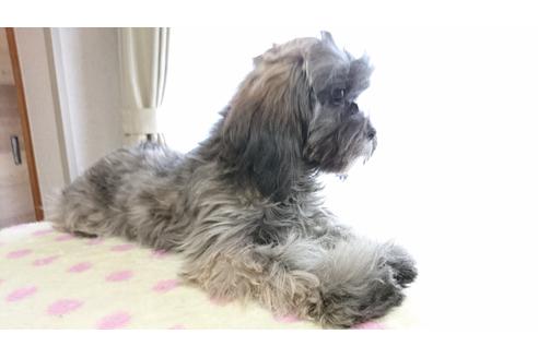 成約済の北海道のミックス犬-42723の2枚目
