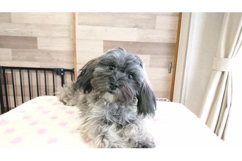 成約済の北海道のミックス犬-42723の1枚目