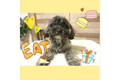 成約済の北海道のミックス犬-36281の3枚目