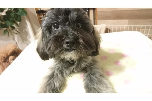 成約済の北海道のミックス犬-36281の2枚目