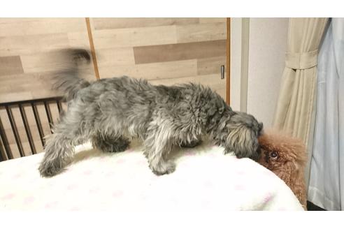 成約済の北海道のミックス犬-36281の1枚目