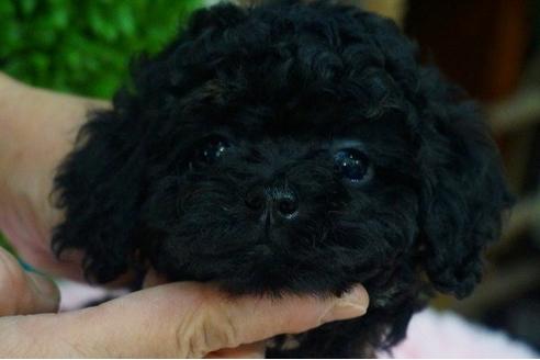 成約済の京都府のトイプードル-42727の3枚目