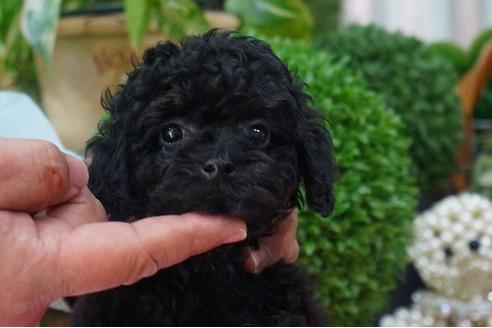 成約済の京都府のトイプードル-42727の1枚目