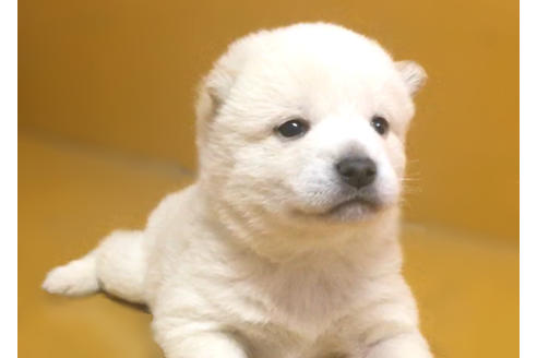 成約済の山梨県の柴犬-41296の4枚目