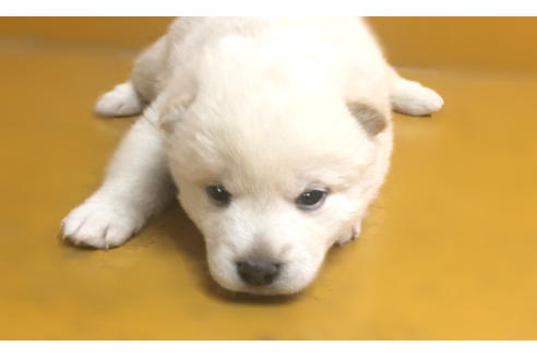 成約済の山梨県の柴犬-41296の3枚目