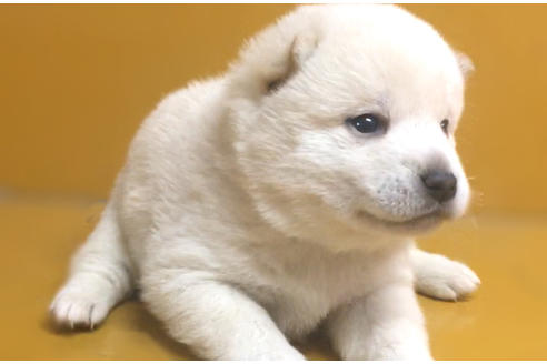 成約済の山梨県の柴犬-41296の2枚目