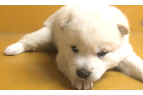 成約済の山梨県の柴犬-41296の1枚目