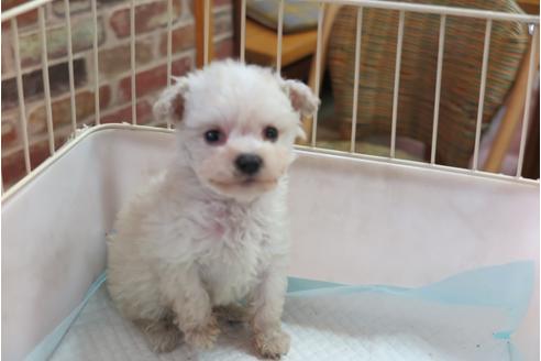 成約済の大阪府のトイプードル-42756の4枚目