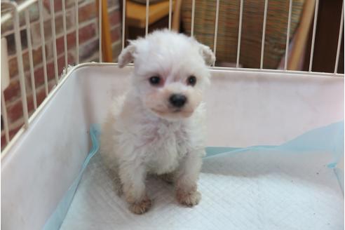 成約済の大阪府のトイプードル-42756の1枚目