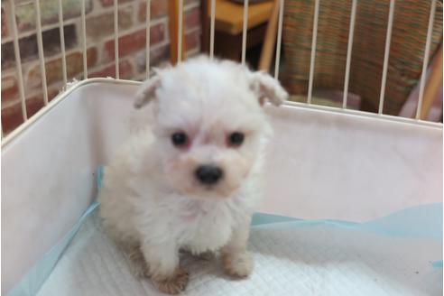 成約済の大阪府のトイプードル-42756の2枚目