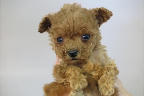 成約済の大阪府のトイプードル-42757の2枚目