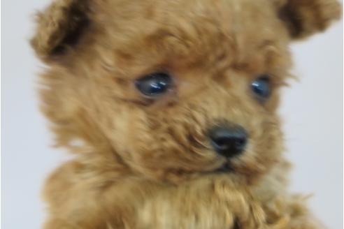 成約済の大阪府のトイプードル-42757の3枚目