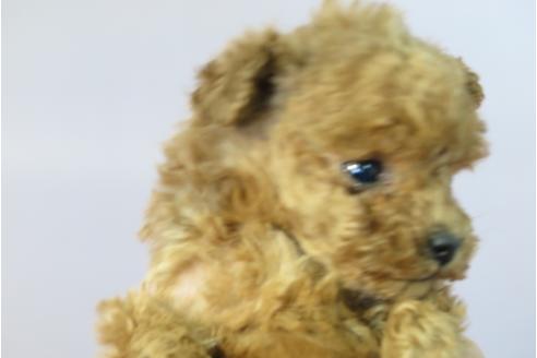 成約済の大阪府のトイプードル-42757の4枚目