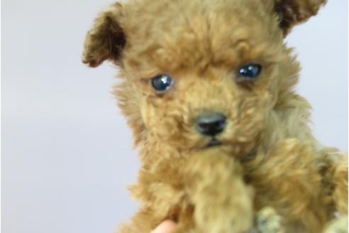 成約済の大阪府のトイプードル-42757の1枚目