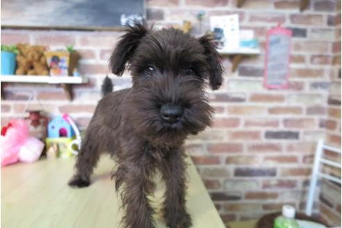 成約済の大阪府のミニチュアシュナウザー-42758の2枚目