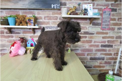 成約済の大阪府のミニチュアシュナウザー-42758の3枚目