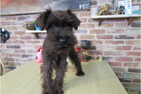 成約済の大阪府のミニチュアシュナウザー-42758の4枚目