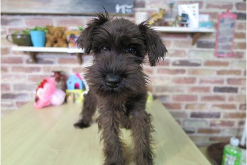 成約済の大阪府のミニチュアシュナウザー-42758の1枚目