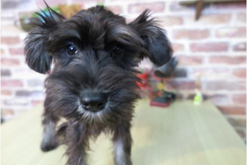 成約済の大阪府のミニチュアシュナウザー-42759の2枚目