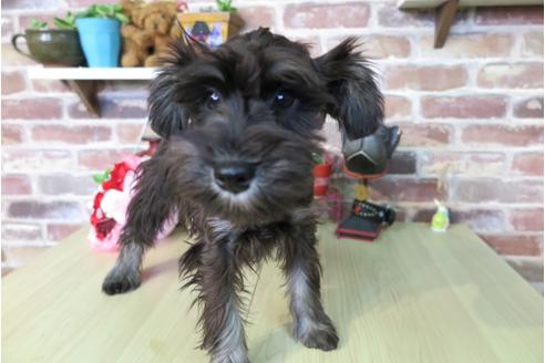 成約済の大阪府のミニチュアシュナウザー-42759の3枚目