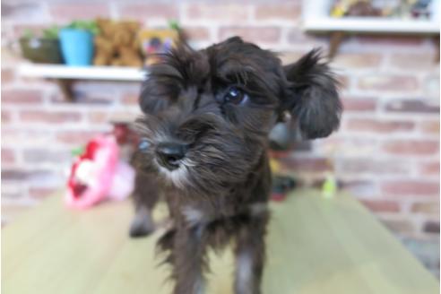 成約済の大阪府のミニチュアシュナウザー-42759の4枚目