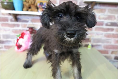 成約済の大阪府のミニチュアシュナウザー-42759の1枚目