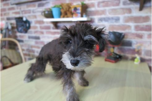 成約済の大阪府のミニチュアシュナウザー-42760の4枚目