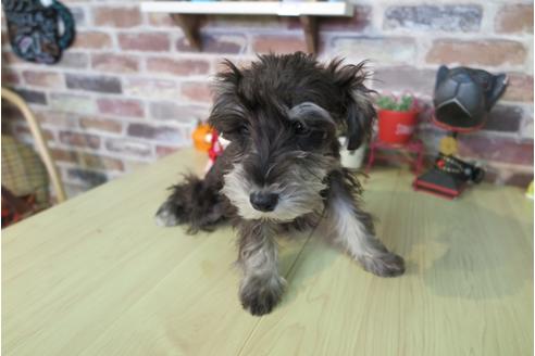 成約済の大阪府のミニチュアシュナウザー-42760の5枚目