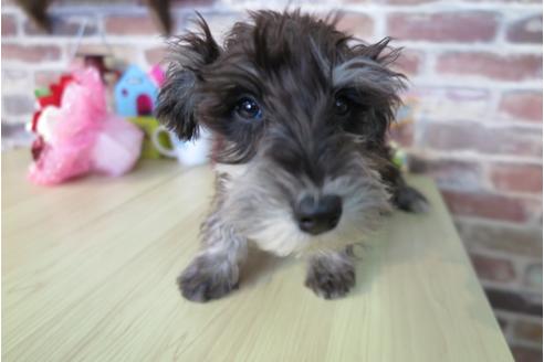 成約済の大阪府のミニチュアシュナウザー-42760の1枚目