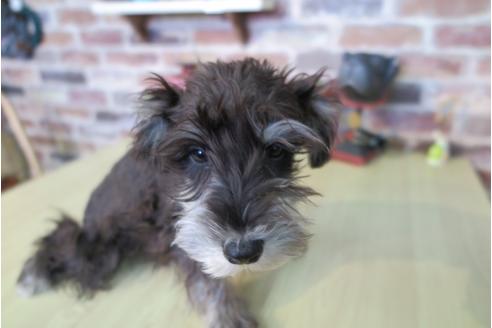 成約済の大阪府のミニチュアシュナウザー-42760の2枚目