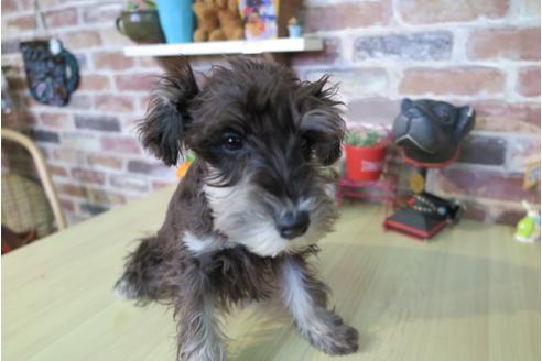 成約済の大阪府のミニチュアシュナウザー-42760の3枚目